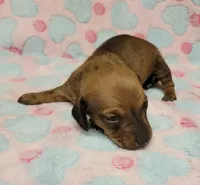 Olivia Grace , a female Miniature Dachshund for sale in Keatchie, LA – 8 of 10