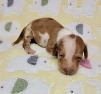 Baby KayKay , a female Miniature Dachshund for sale in Keatchie, LA – 5 of 10