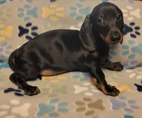 Rascal , a male Miniature Dachshund for sale in Keatchie, LA – 5 of 7