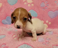 Twinkie , a female Miniature Dachshund for sale in Keatchie, LA – 3 of 10