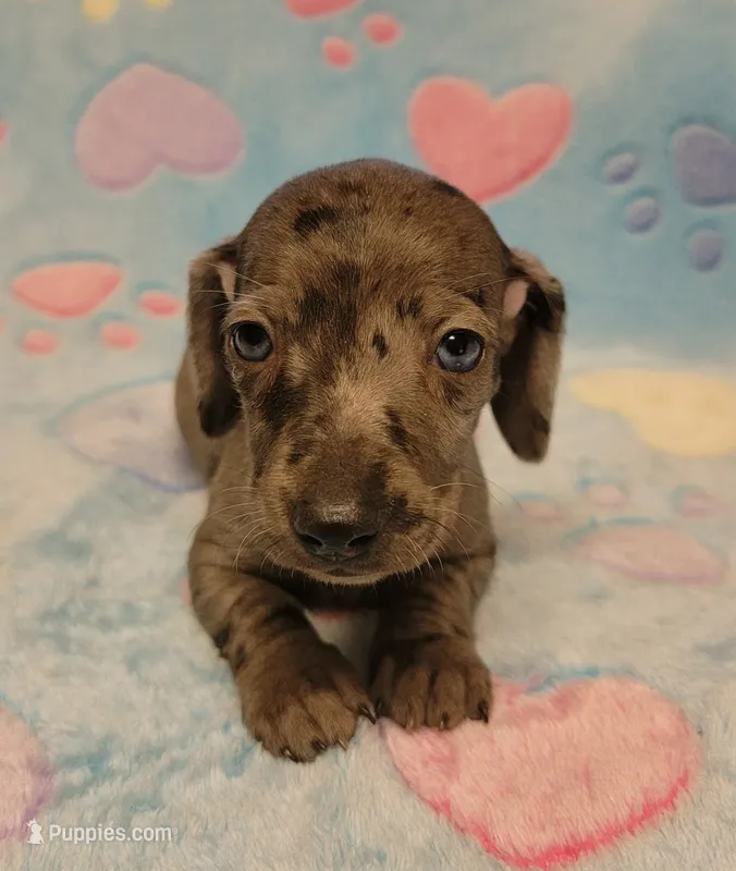 Cooper Wayne  – Miniature Dachshund puppy for sale in Keatchie, LA