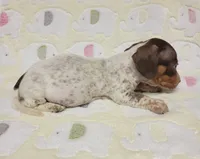 Buffie , a female Miniature Dachshund for sale in Keatchie, LA – 3 of 10