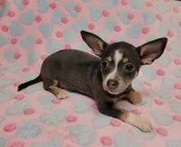 Gracie Marie, a female Chihuahua for sale in Keatchie, LA – 2 of 10