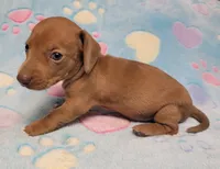 Amberly Marie, a female Miniature Dachshund for sale in Keatchie, LA – 9 of 10