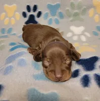 Sonny, a male Miniature Dachshund for sale in Keatchie, LA – 3 of 10