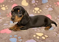 Bentley , a male Miniature Dachshund for sale in Keatchie, LA – 4 of 9