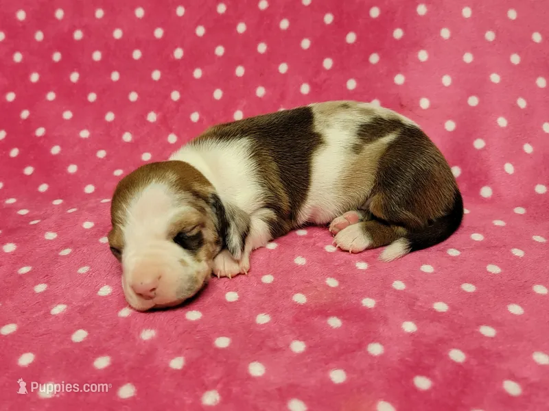 Daisy Mae  – Miniature Dachshund puppy for sale in Keatchie, LA
