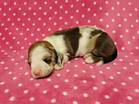 Daisy Mae , a female Miniature Dachshund for sale in Keatchie, LA – 1 of 10