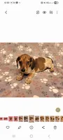 Bo Jangles , a male Miniature Dachshund for sale in Keatchie, LA – 8 of 9