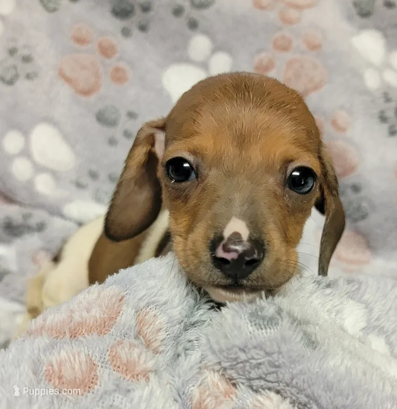 Harley  – Miniature Dachshund puppy for sale in Keatchie, LA
