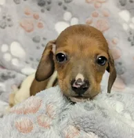 Harley , a male Miniature Dachshund for sale in Keatchie, LA – 1 of 10