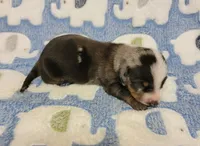 Pedro, a male Miniature Dachshund for sale in Keatchie, LA – 9 of 10