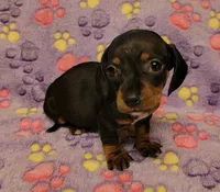 Lucy, a female Miniature Dachshund for sale in Keatchie, LA – 7 of 10