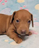 Amberly Marie, a female Miniature Dachshund for sale in Keatchie, LA – 5 of 10