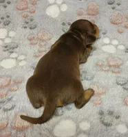 Sammy, a male Miniature Dachshund for sale in Keatchie, LA – 2 of 9