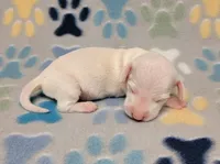 Frosty , a male Miniature Dachshund for sale in Keatchie, LA – 10 of 10