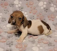 Harley , a male Miniature Dachshund for sale in Keatchie, LA – 2 of 10