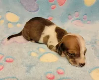 Baby Shilo, a male Miniature Dachshund for sale in Keatchie, LA – 3 of 10