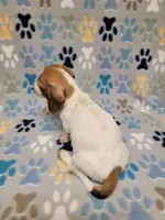 Baby John , a male Miniature Dachshund for sale in Keatchie, LA – 6 of 10