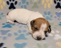 Baby John , a male Miniature Dachshund for sale in Keatchie, LA – 3 of 10
