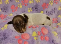 Maddie , a female Miniature Dachshund for sale in Keatchie, LA – 2 of 10