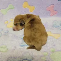 Sadie , a female Miniature Dachshund for sale in Keatchie, LA – 2 of 10