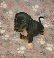 Rocky, a male Miniature Dachshund for sale in Keatchie, LA – 3 of 10