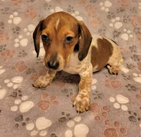 Bo Jangles , a male Miniature Dachshund for sale in Keatchie, LA – 9 of 9