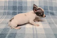 Toby Blue, a male Chihuahua for sale in Keatchie, LA – 2 of 10