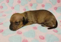 Olivia Grace , a female Miniature Dachshund for sale in Keatchie, LA – 7 of 10