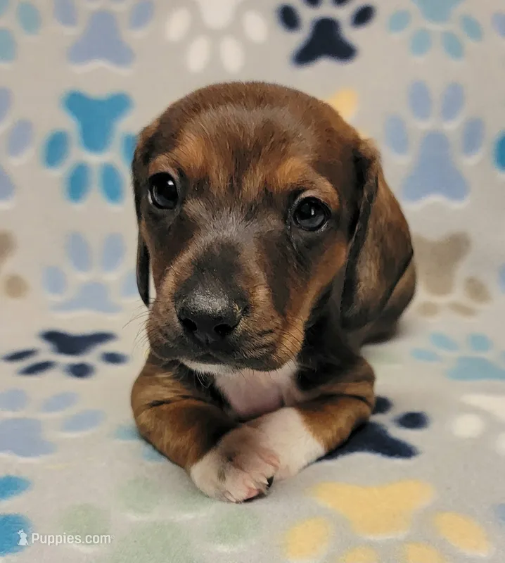 Baby Matthew  – Miniature Dachshund puppy for sale in Keatchie, LA