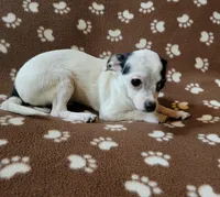 Chico , a male Chihuahua for sale in Keatchie, LA – 7 of 7