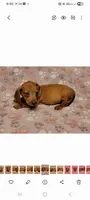 Droopy , a male Miniature Dachshund for sale in Keatchie, LA – 8 of 10