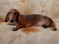 Jackson, a male Dachshund for sale in Keatchie, LA – 6 of 10