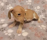 Mickey, a male Miniature Dachshund for sale in Keatchie, LA – 8 of 10