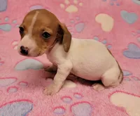 Twinkie , a female Miniature Dachshund for sale in Keatchie, LA – 8 of 10