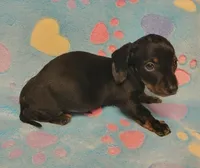 Rascal , a male Miniature Dachshund for sale in Keatchie, LA – 4 of 10