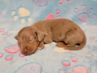 Baby Milo, a male Miniature Dachshund for sale in Keatchie, LA – 2 of 10