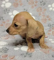 Tiny, a male Miniature Dachshund for sale in Keatchie, LA – 7 of 10