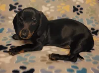 Rascal , a male Miniature Dachshund for sale in Keatchie, LA – 4 of 7