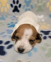 Baby John , a male Miniature Dachshund for sale in Keatchie, LA – 9 of 10