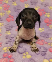 Oreo, a female Miniature Dachshund for sale in Keatchie, LA – 4 of 10