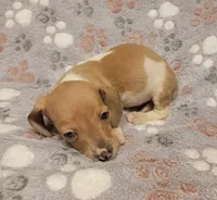 Mickey, a male Miniature Dachshund for sale in Keatchie, LA – 2 of 10