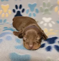 Sonny, a male Miniature Dachshund for sale in Keatchie, LA – 10 of 10