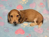 Charlie, a male Miniature Dachshund for sale in Keatchie, LA – 10 of 10