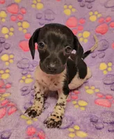 Emma Grace, a female Miniature Dachshund for sale in Keatchie, LA – 5 of 10