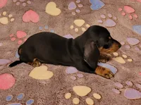 Bentley , a male Miniature Dachshund for sale in Keatchie, LA – 7 of 9