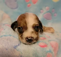 Baby Shilo, a male Miniature Dachshund for sale in Keatchie, LA – 9 of 10