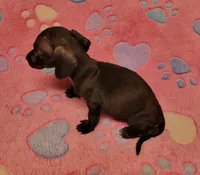 Tweety, a female Miniature Dachshund for sale in Keatchie, LA – 7 of 10