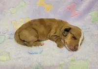 Sadie , a female Miniature Dachshund for sale in Keatchie, LA – 10 of 10